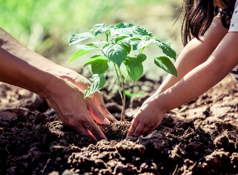 shutterstock_562927264_300dpi (1) Die Electrolux Professional Group ergreift weitere Maßnahmen zum Klimaschutz
