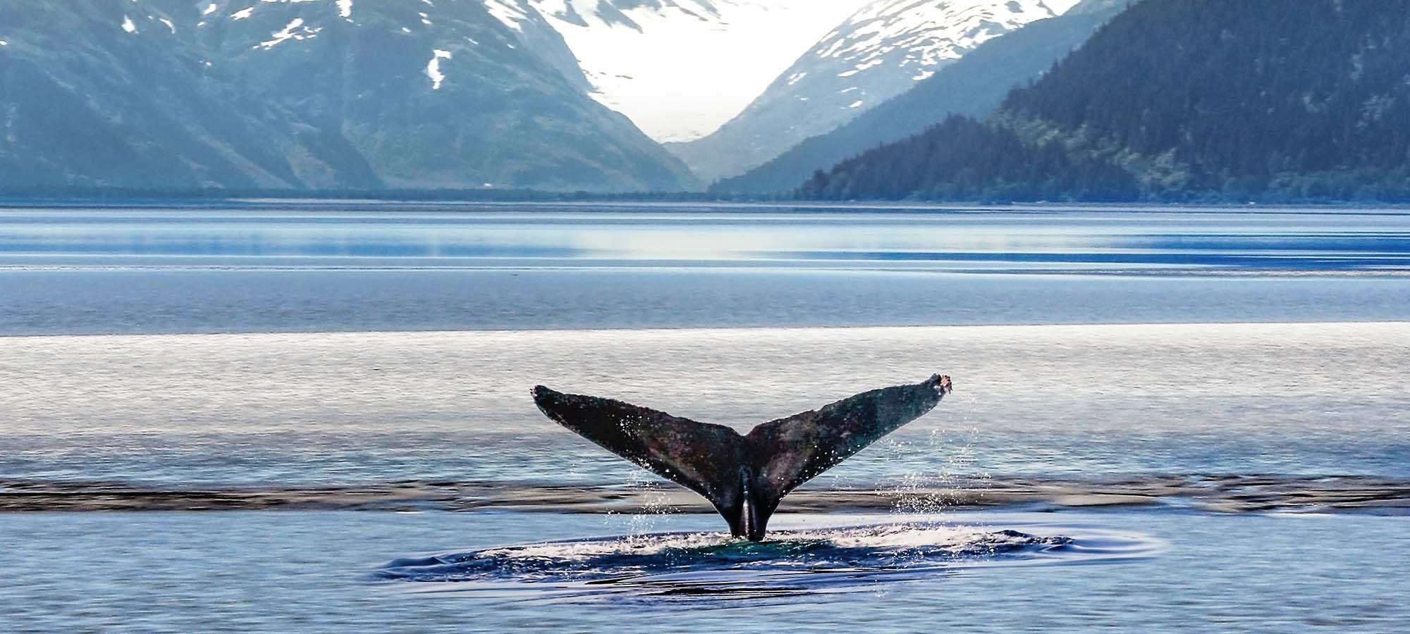 Electrolux Professional erkennt die Bedeutung von Maßnahmen zur Eindämmung des Klimawandels an und unterstützt die Ambitionen des Pariser Abkommens.