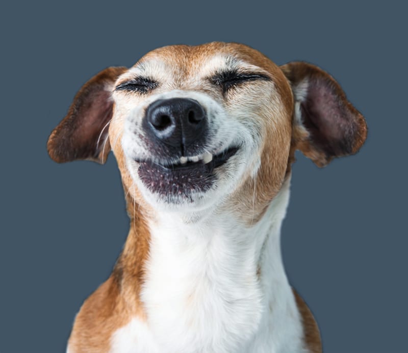 smilende_hund2 smilende_hund2