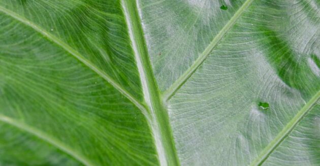 0O3A3399-R290-630x327