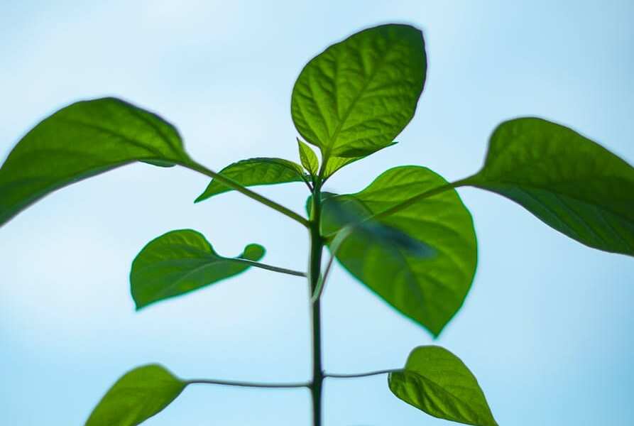 nature-plant-morning-green