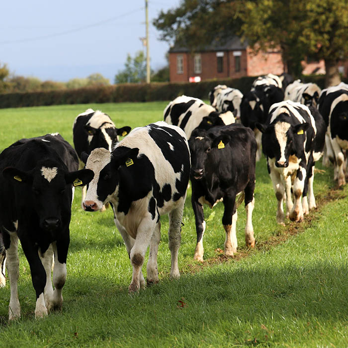 woodhey dairy cows