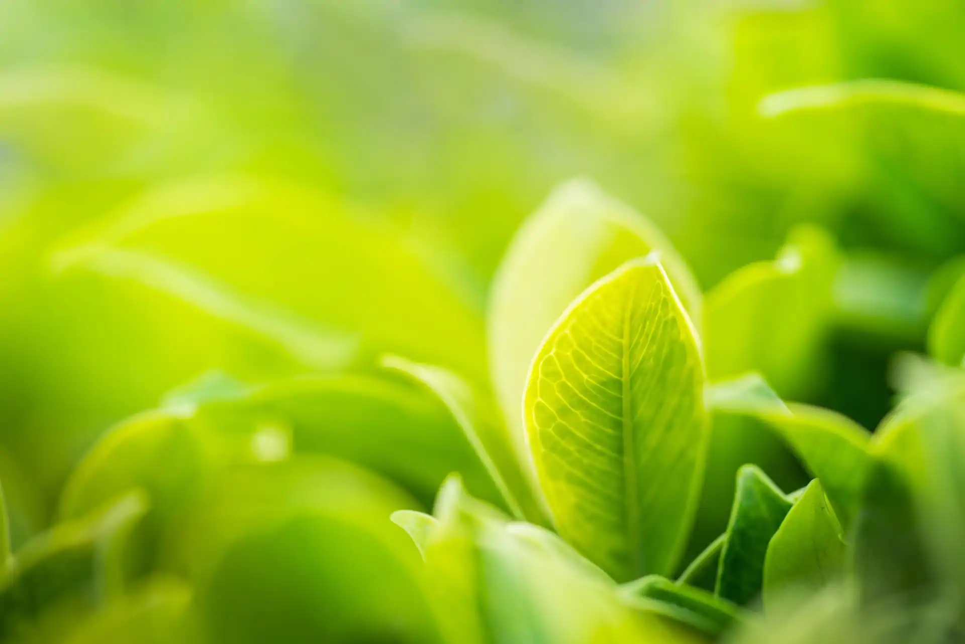 Body image - green refrigerant gases Body image - green refrigerant gases