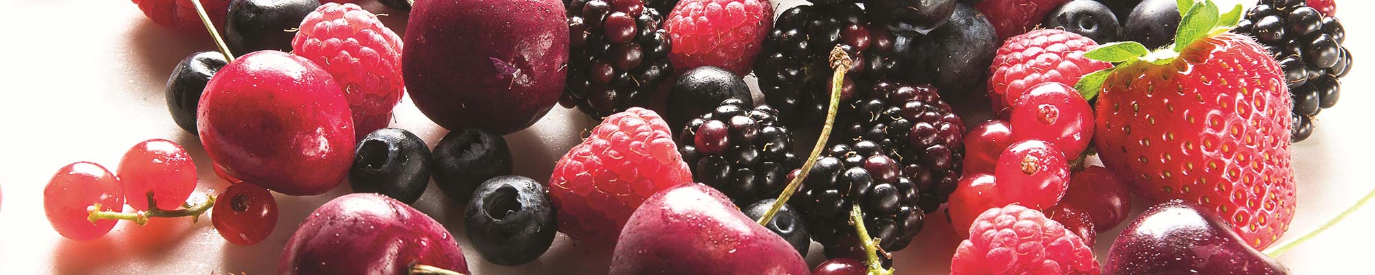 SkyLine-ChillS-Brochure-Forest-Fruits_170dpi-(1)2000x400 SkyLine-ChillS-Brochure-Forest-Fruits_170dpi-(1)2000x400