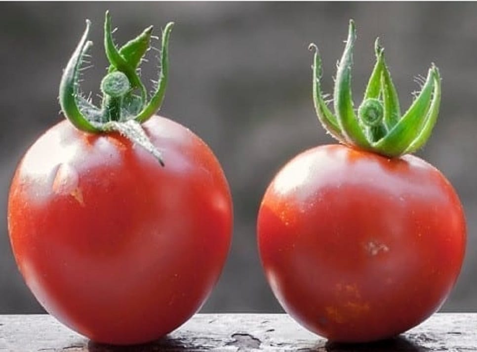 banner-reference-tomato 966x712