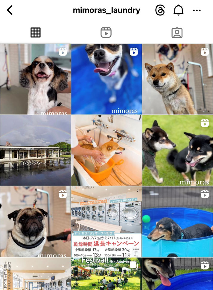 インスタグラムの犬の写真