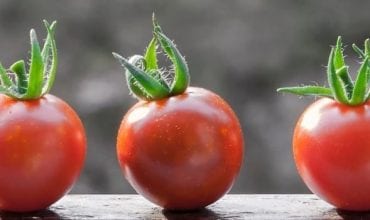 banner-reference-tomato