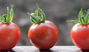Tomatoes