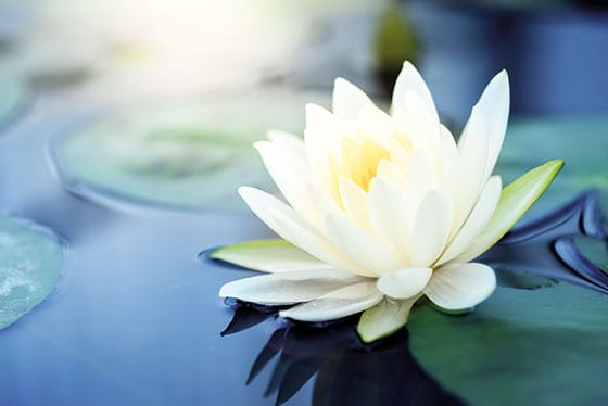 fiore_flower Automatisk dosering ger stora besparingar