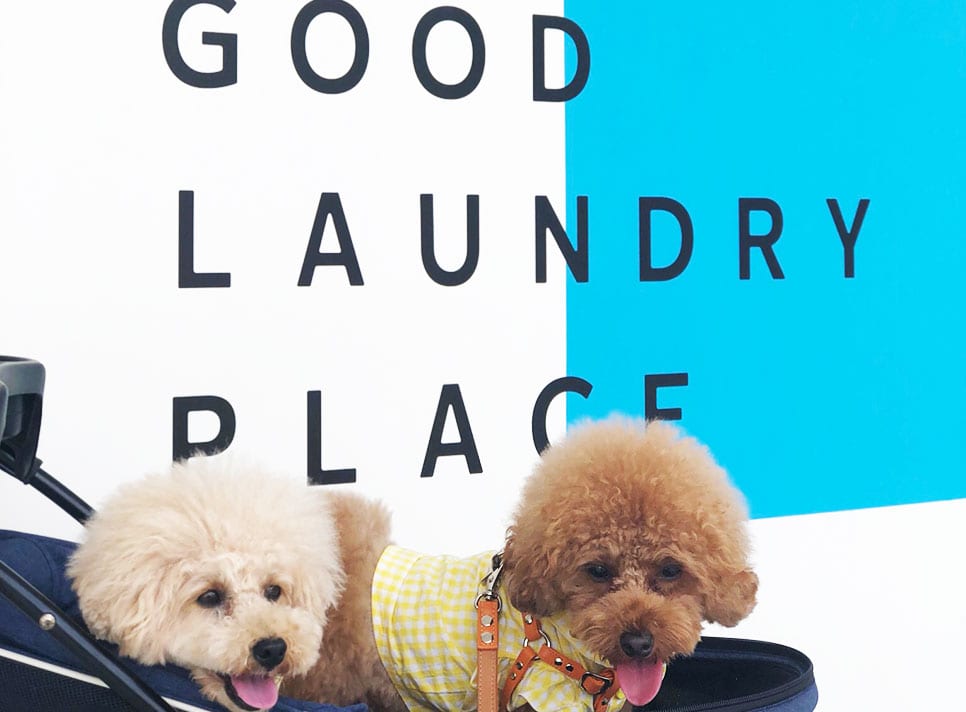 banner_966_the-good-laundry-place